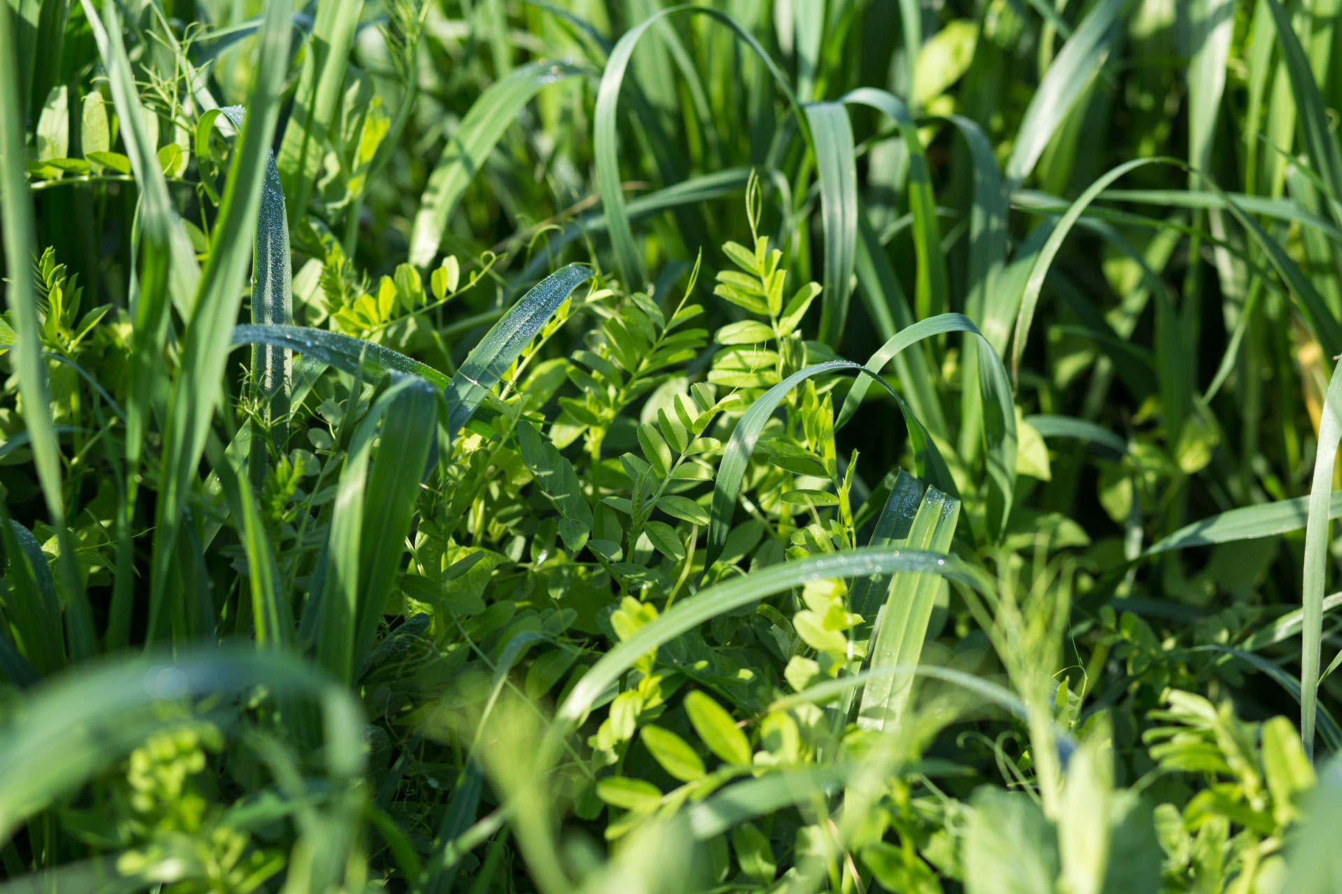NoTill-Style