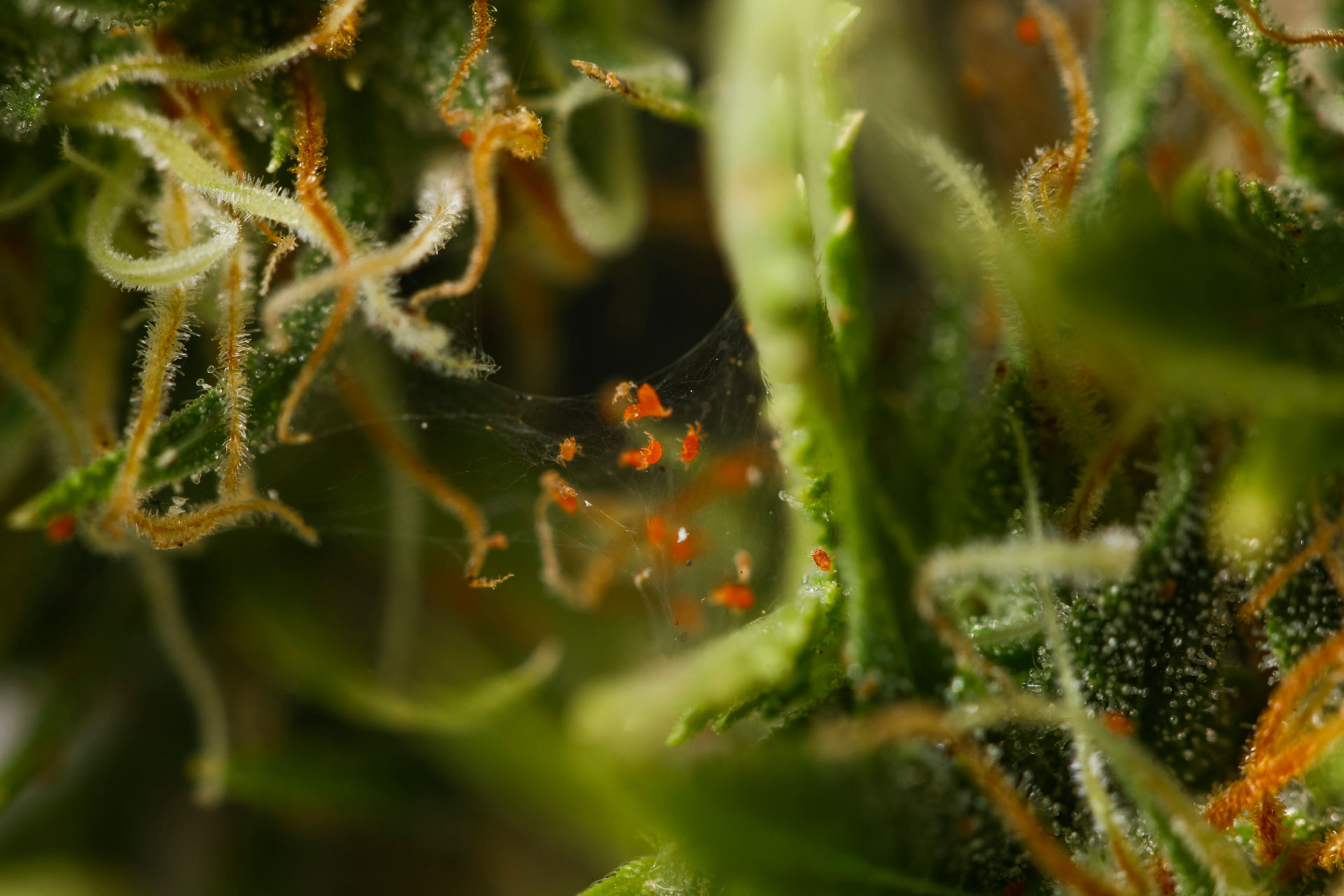 Pest-Management