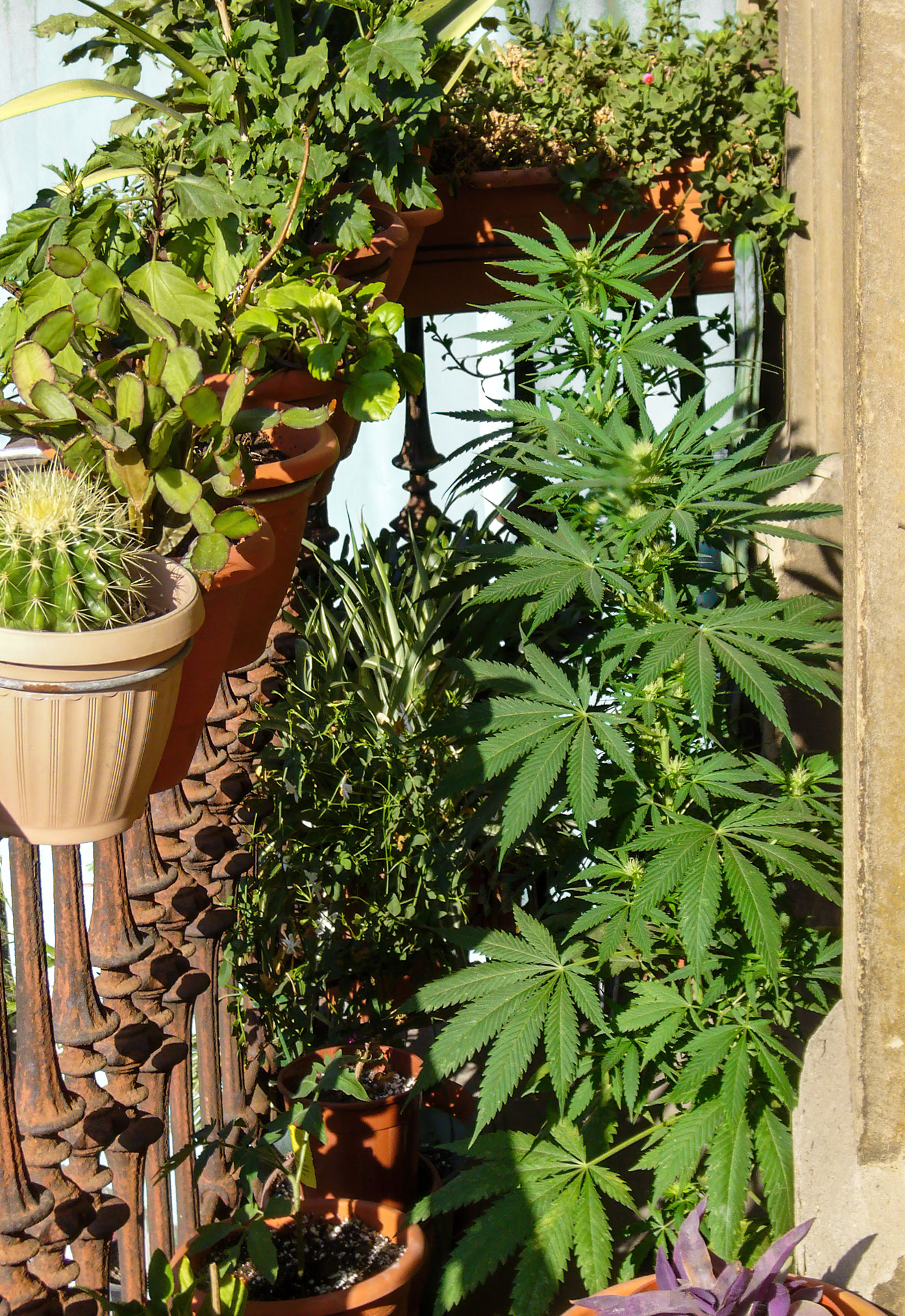 Urban-Gardening